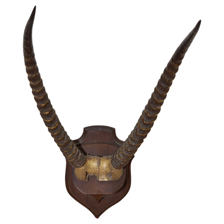 Trophée Antilope / Mounted trophy of waterbuck antlers Horns Taxidermy Trophée Antilope / Mounted trophy of waterbuck antlers Horns Taxidermy
