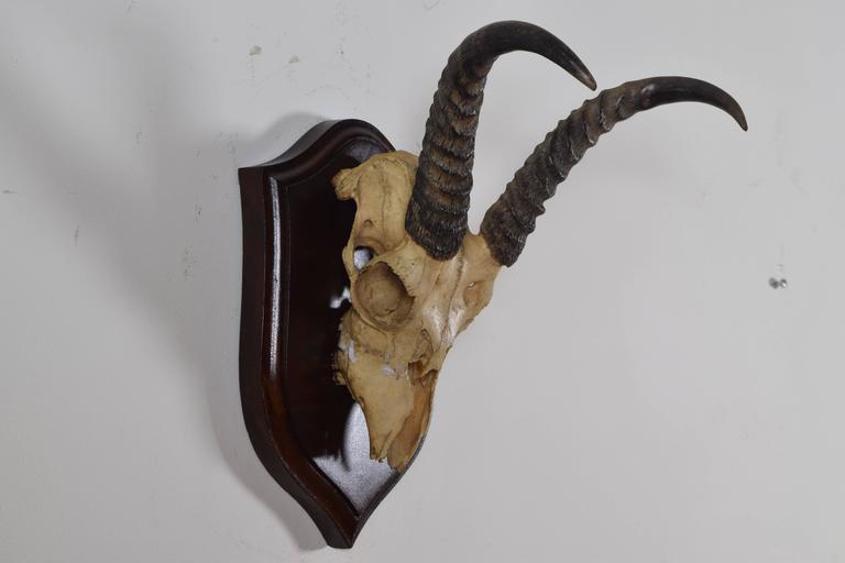 Springbok Horn and Partial Skull Mount