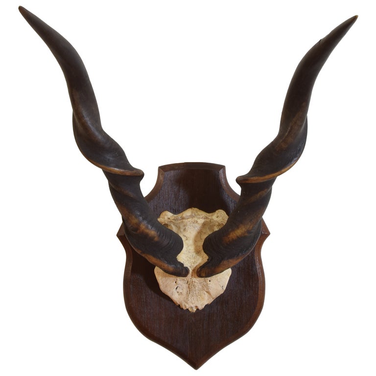 Eland Horn and Partial Skull Mount on Oak Backplate