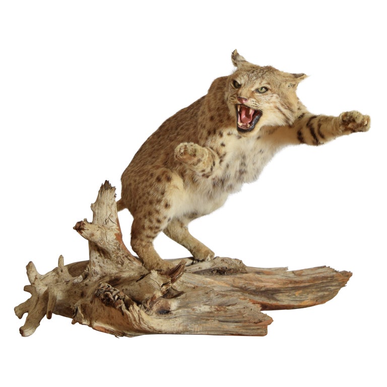 Taxidermy Bobcat on Wooden Base
