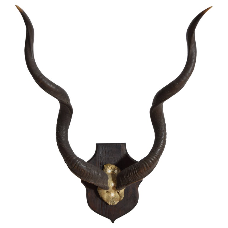 Grand Kudu Mount on Pinewood Backplate