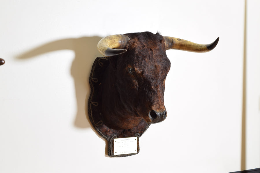Fighting Bull Shoulder Mount