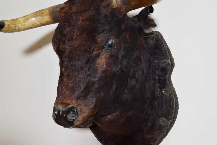 Fighting Bull Shoulder Mount