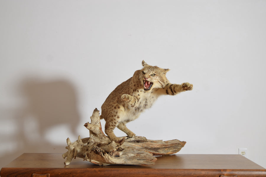 Taxidermy Bobcat on Wooden Base