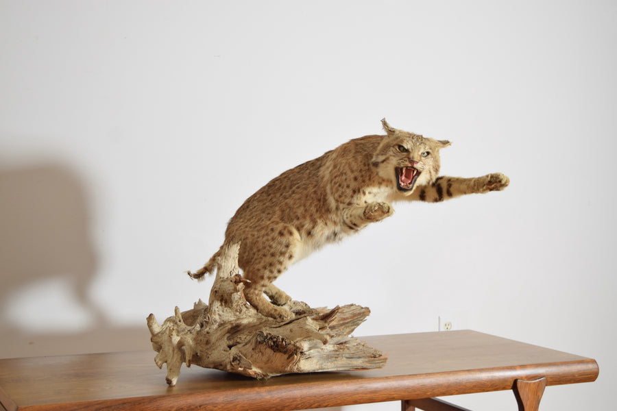 Taxidermy Bobcat on Wooden Base