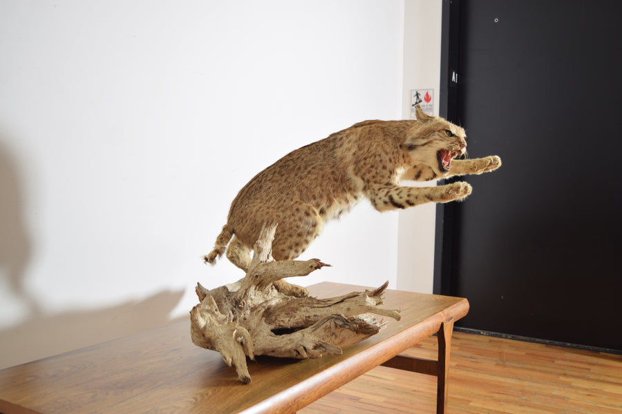 Taxidermy Bobcat on Wooden Base