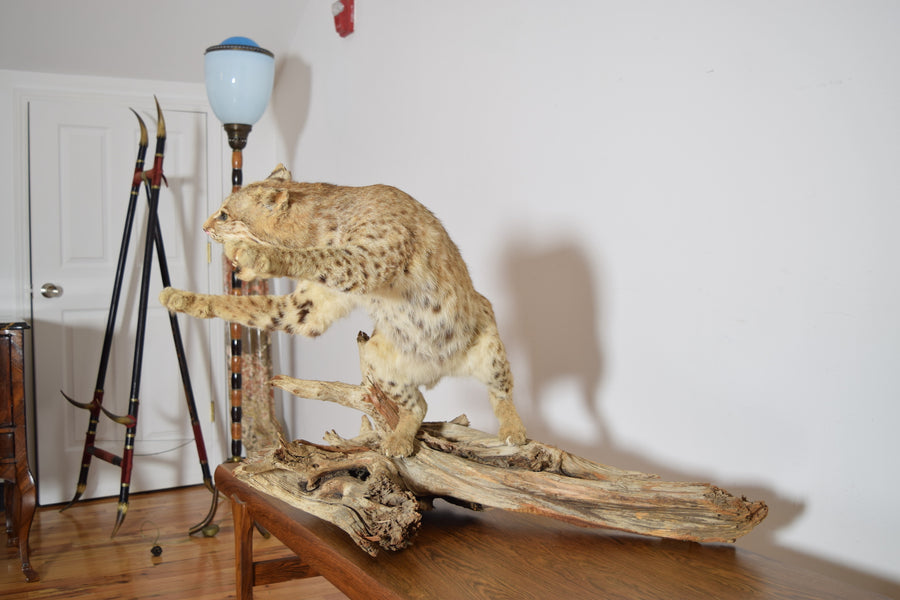 Taxidermy Bobcat on Wooden Base