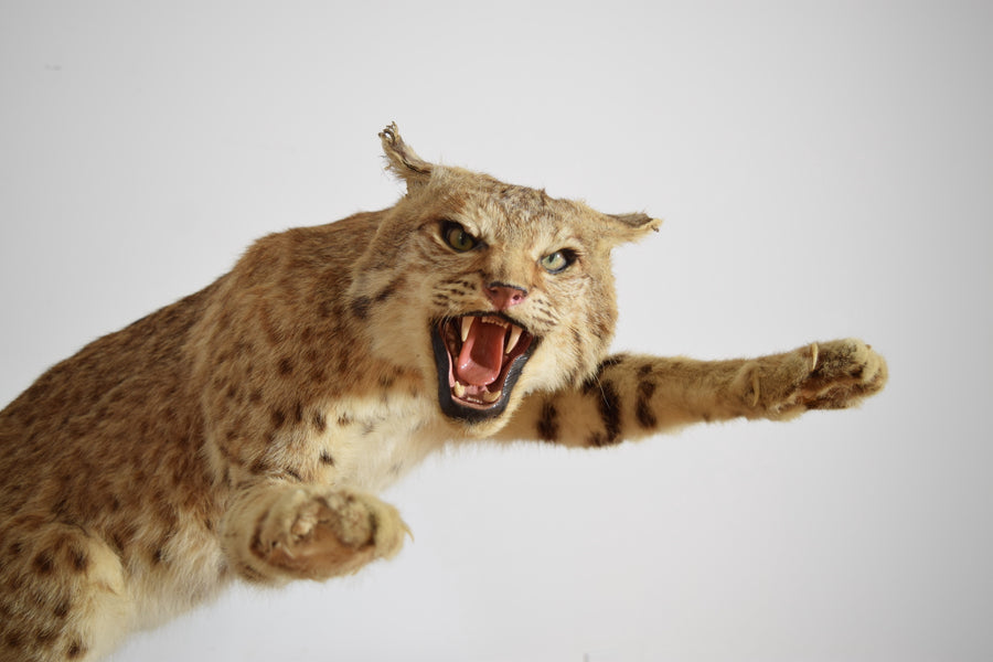 Taxidermy Bobcat on Wooden Base