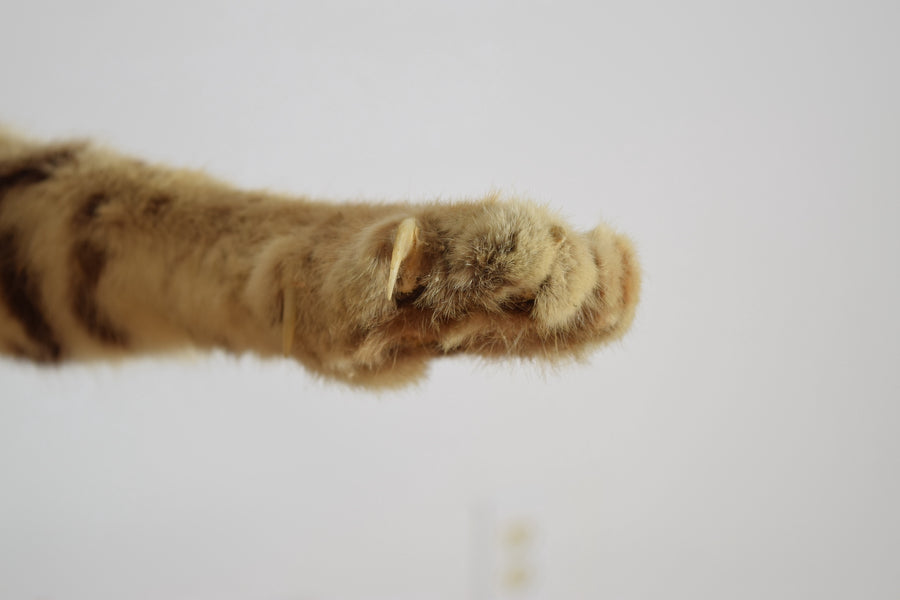 Taxidermy Bobcat on Wooden Base