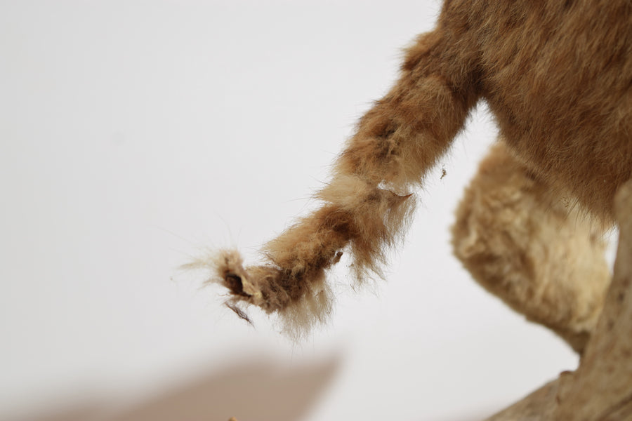 Taxidermy Bobcat on Wooden Base