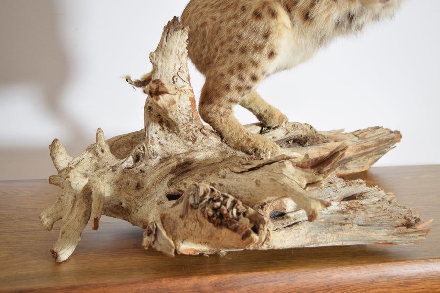 Taxidermy Bobcat on Wooden Base