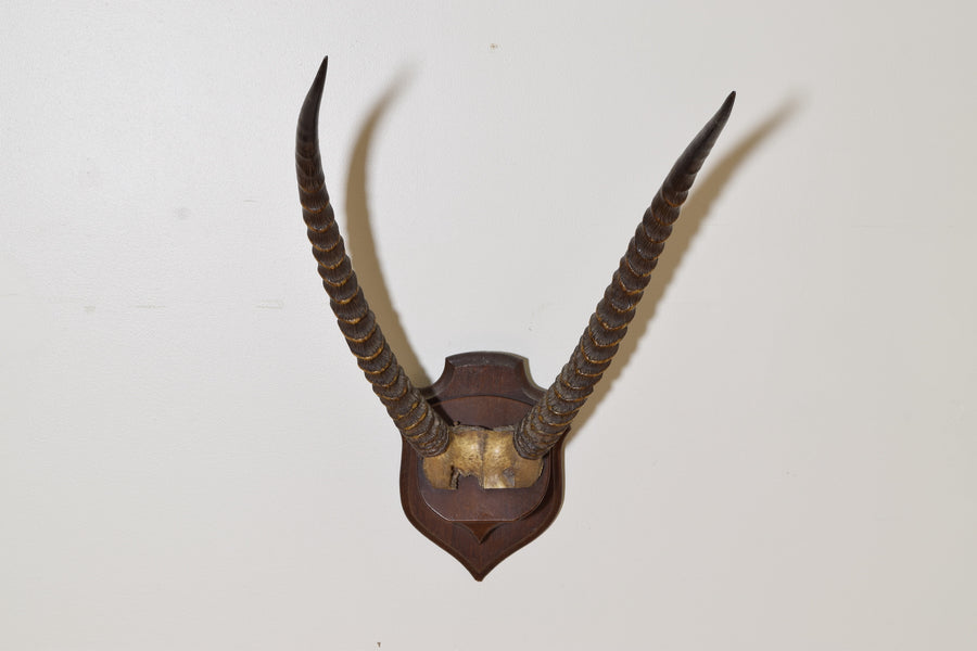 Robuck R10507 Waterbuck Antelope Mount – ROBUCK