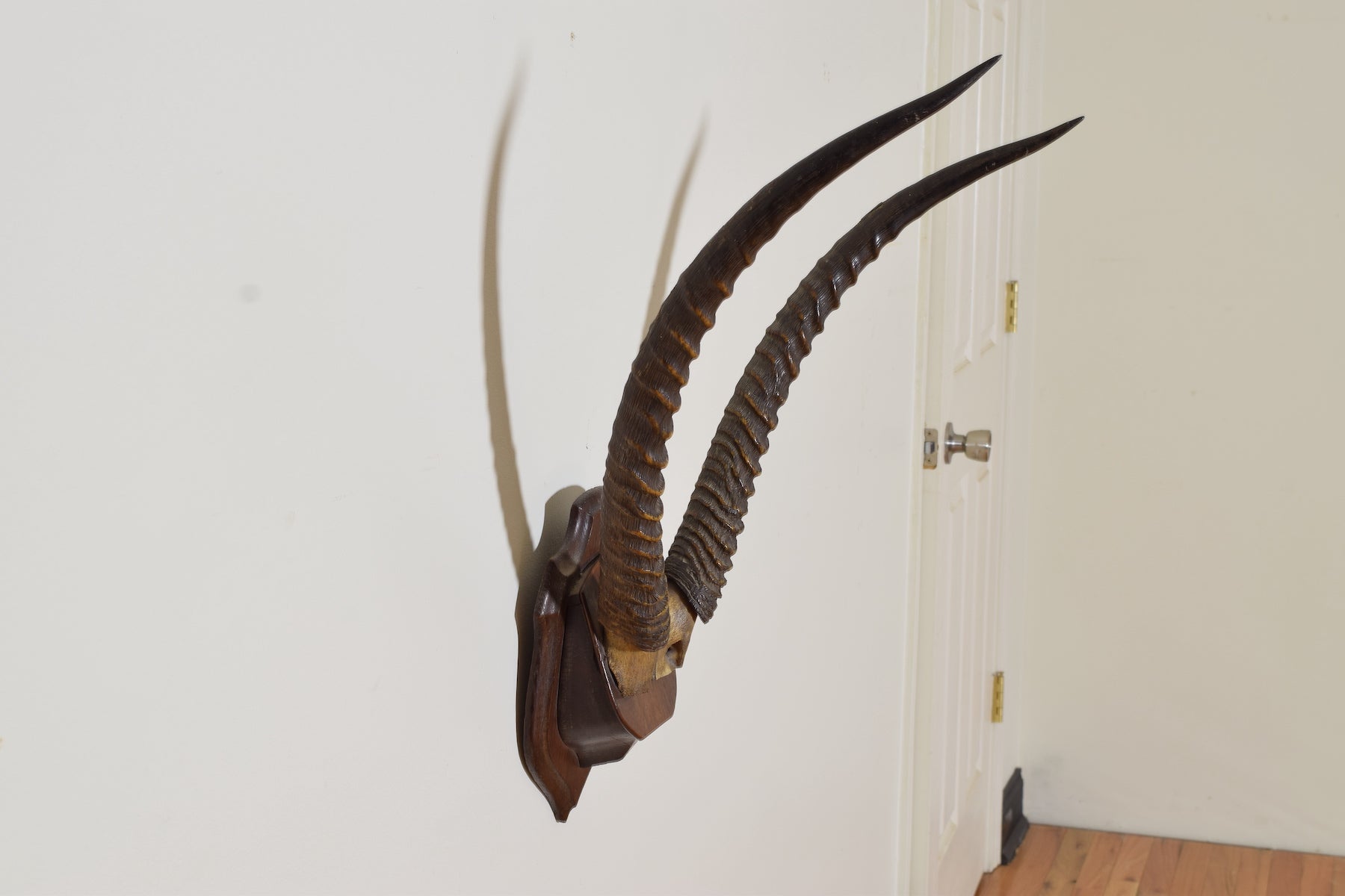 Waterbuck Antelope Mount – ROBUCK