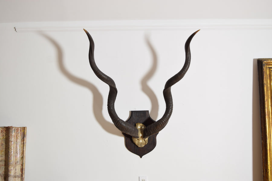 Grand Kudu Mount on Pinewood Backplate