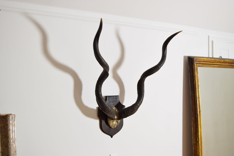 Grand Kudu Mount on Pinewood Backplate