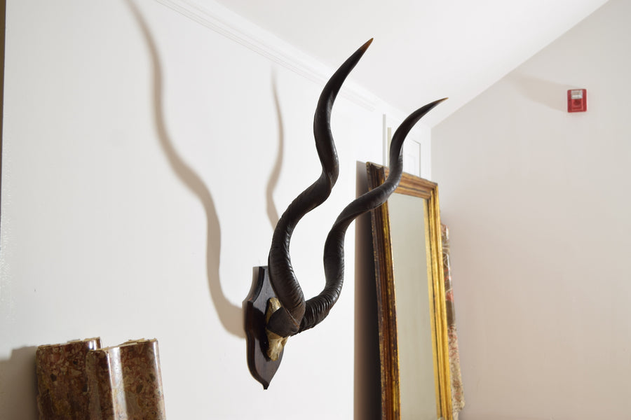 Grand Kudu Mount on Pinewood Backplate