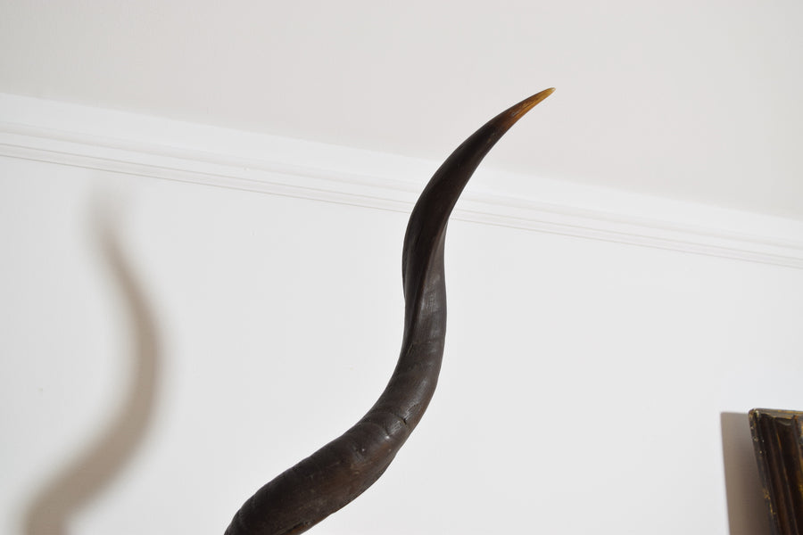 Grand Kudu Mount on Pinewood Backplate