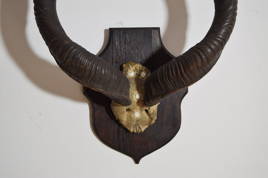 Grand Kudu Mount on Pinewood Backplate