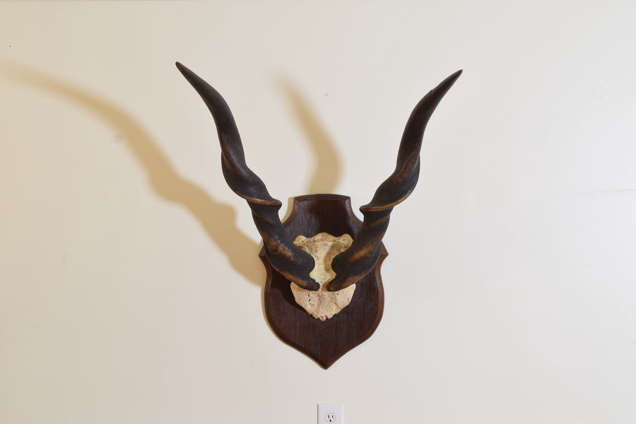 Eland Horn and Partial Skull Mount on Oak Backplate