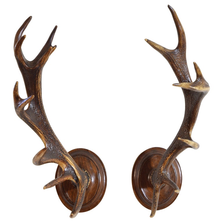 Pair of Antler Mounts on Shaped Backplates