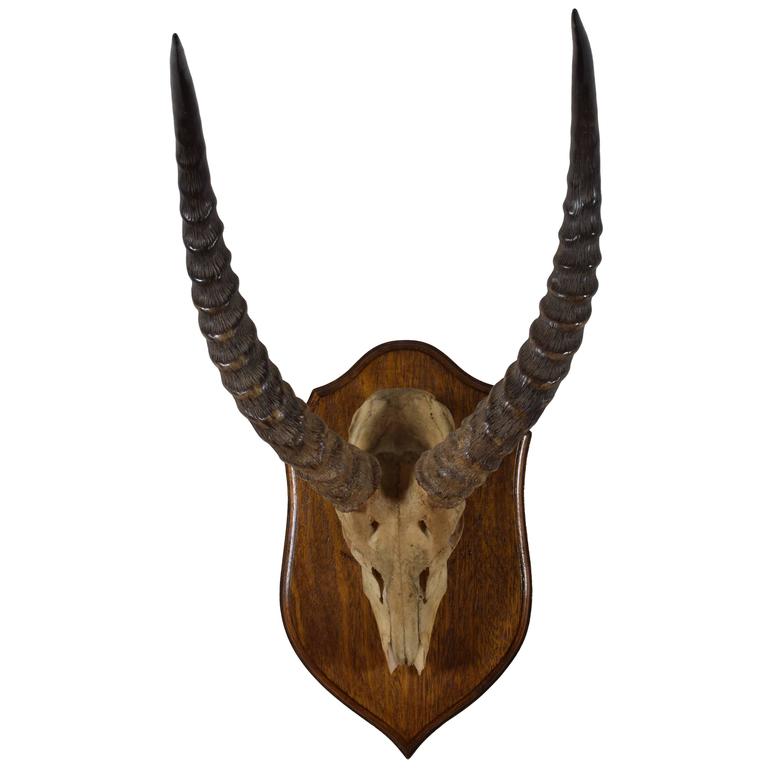 Impala Horn and Partial Skull Mount