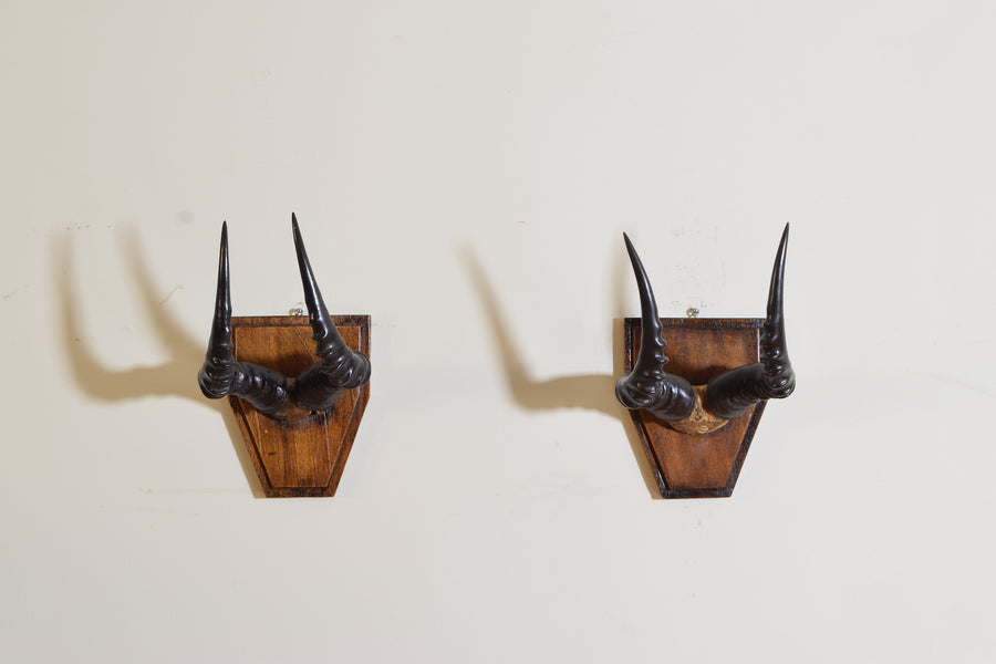 Pair of Topi Horns on Shaped Backplates