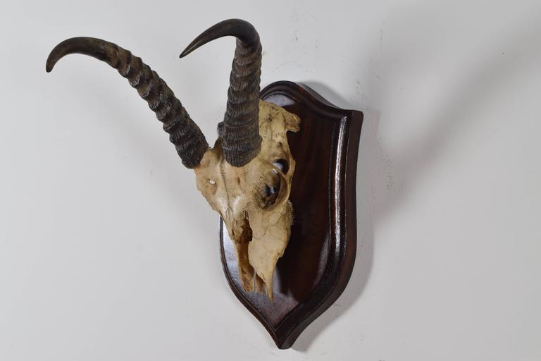 Springbok Horn and Partial Skull Mount – ROBUCK