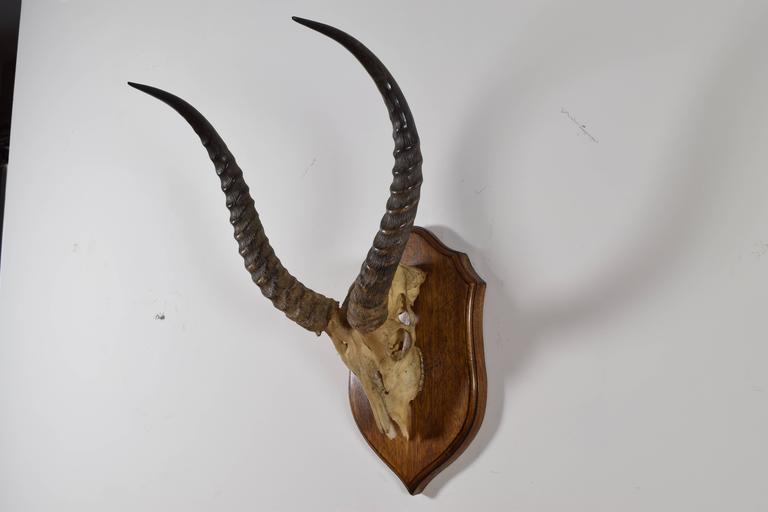 Impala Horn and Partial Skull Mount